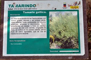 La foto corresponde a
          un tamariz (Tamarix gallica), pero el texto de la descripción
          es de un tamarindo (Tamarindus indica)